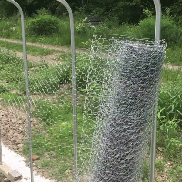 chicken wire mesh